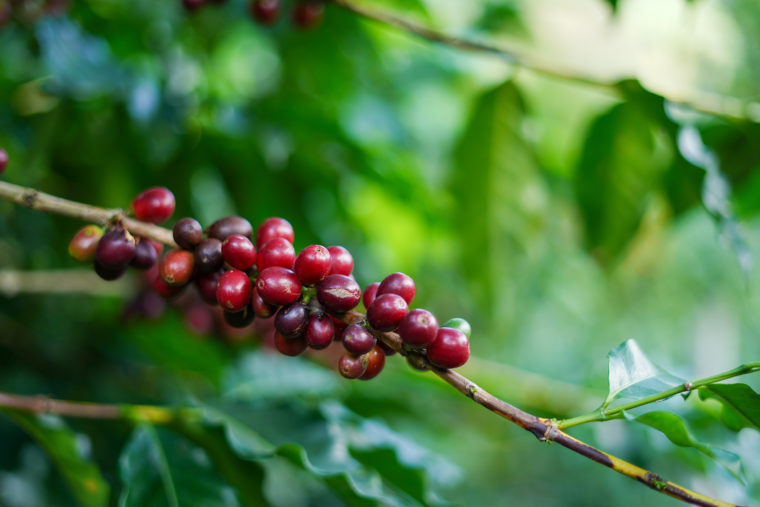 cafe imports brazil fazenda camocim 7