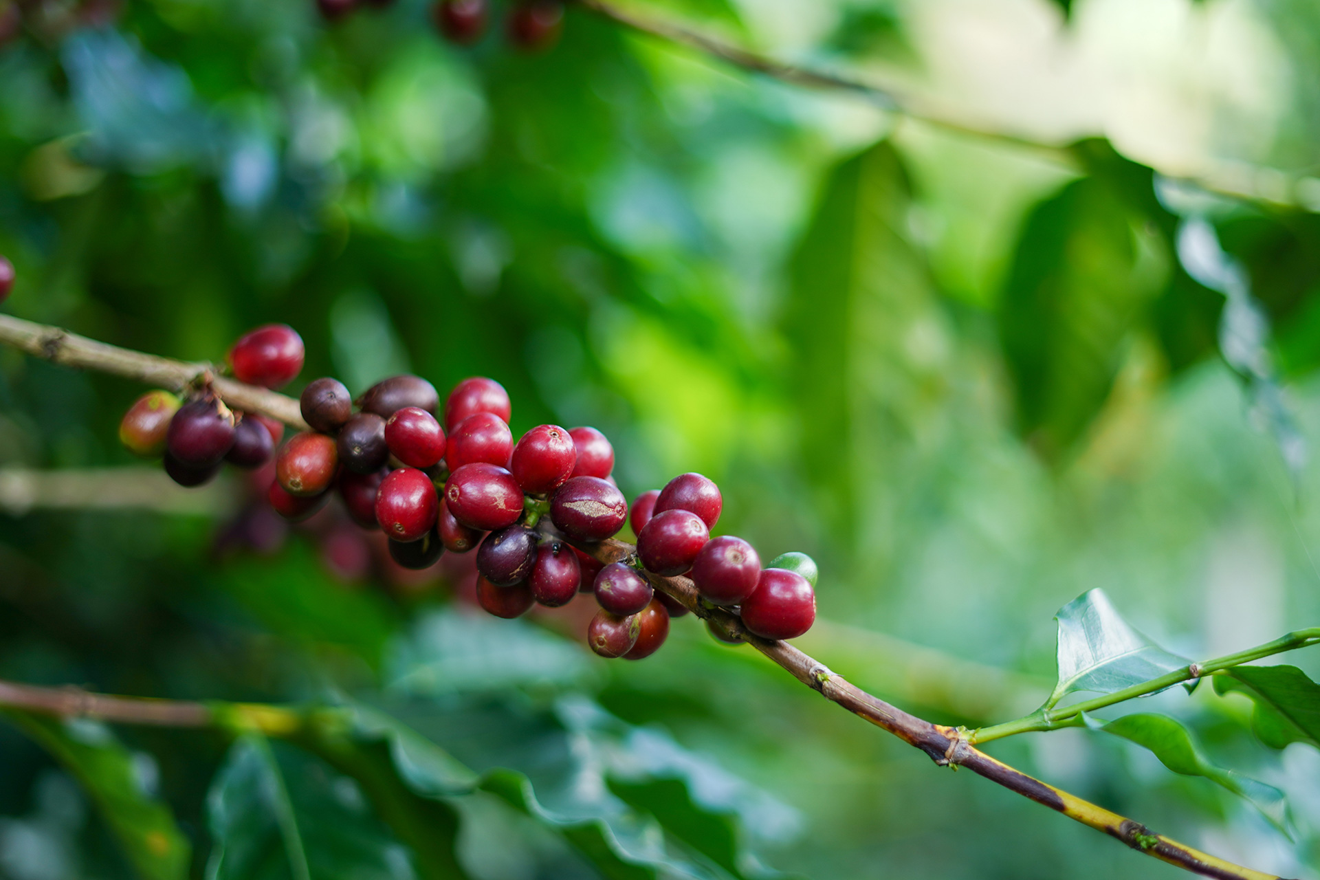 cafe imports brazil fazenda camocim 7