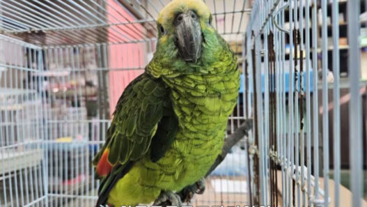 coffee parrot