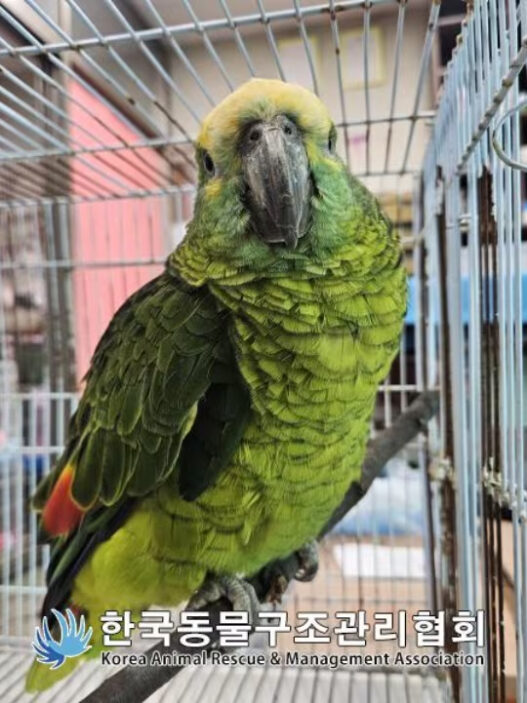 coffee parrot