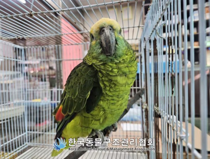 coffee parrot