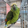 coffee parrot
