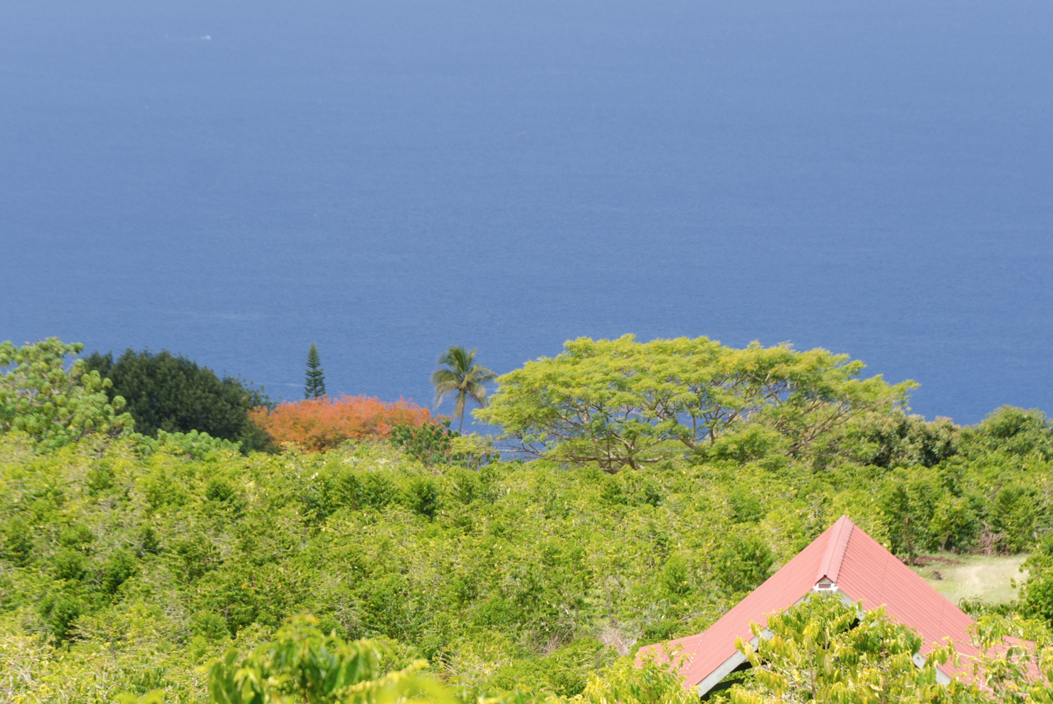 kona coffee ocean