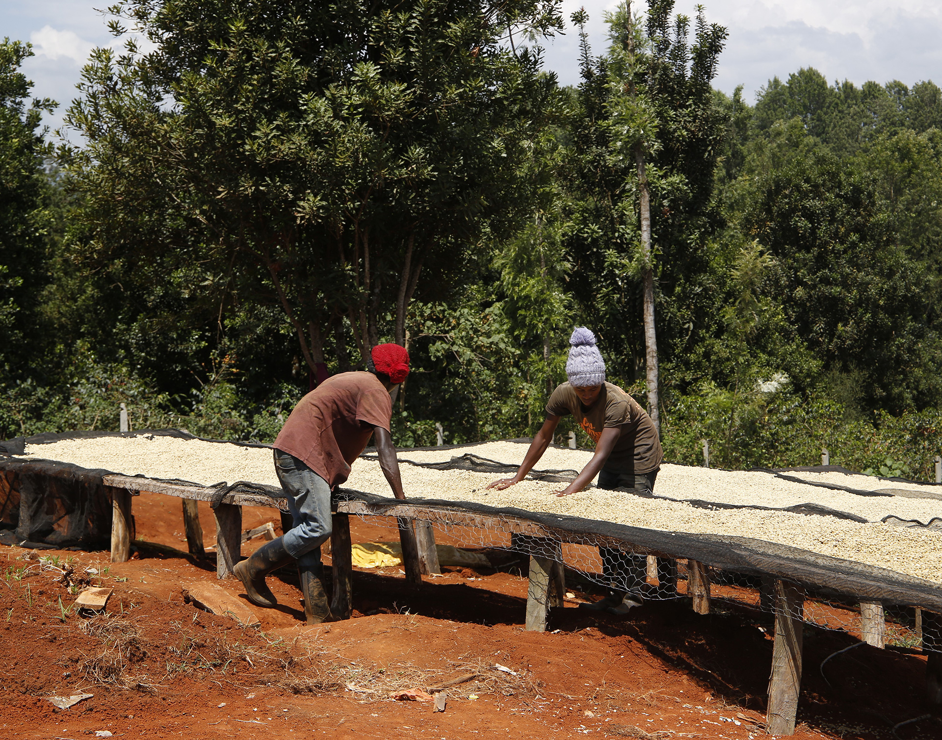 technology on coffee farms 1